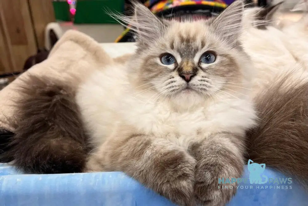 Lyasan Siberian female black tabby pointed live animals