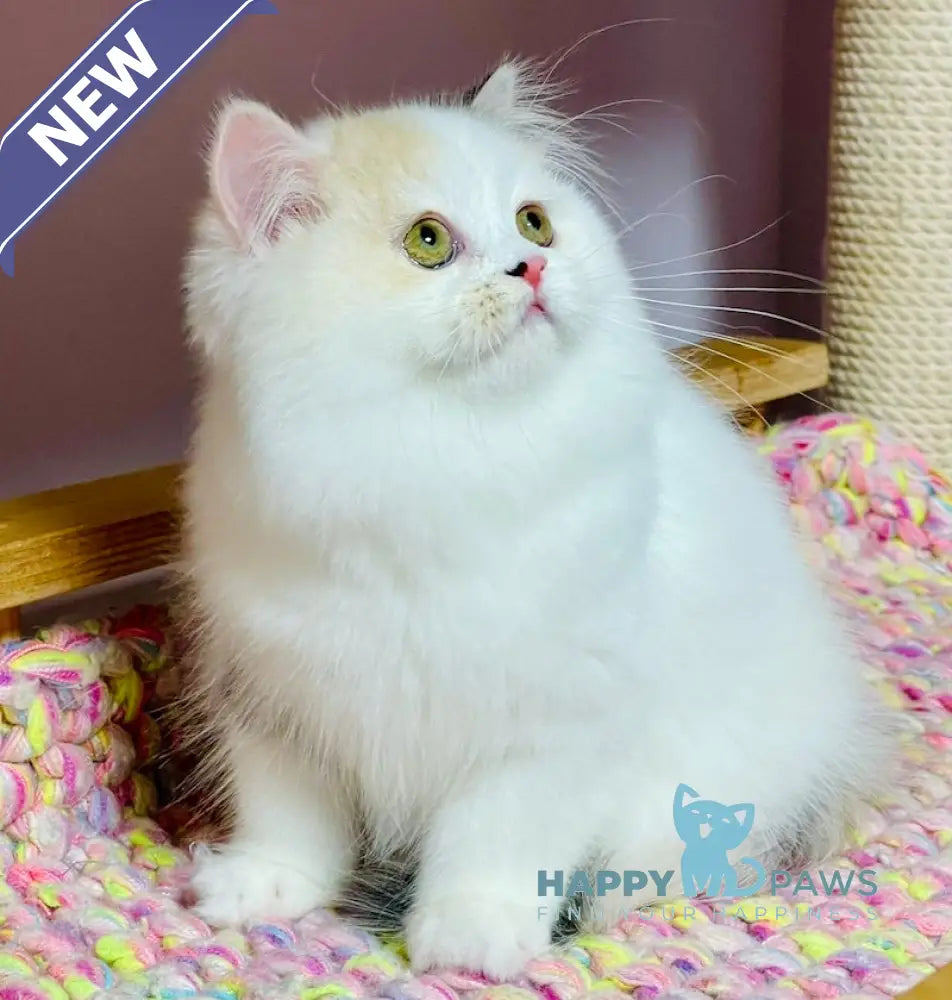 Lynda Scottish Straight female black tortie silver harlequin tabby live animals