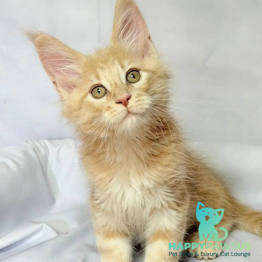 Lyndon Maine Coon polydactyl 5x5x6x6 male cream silver tabby - live animals