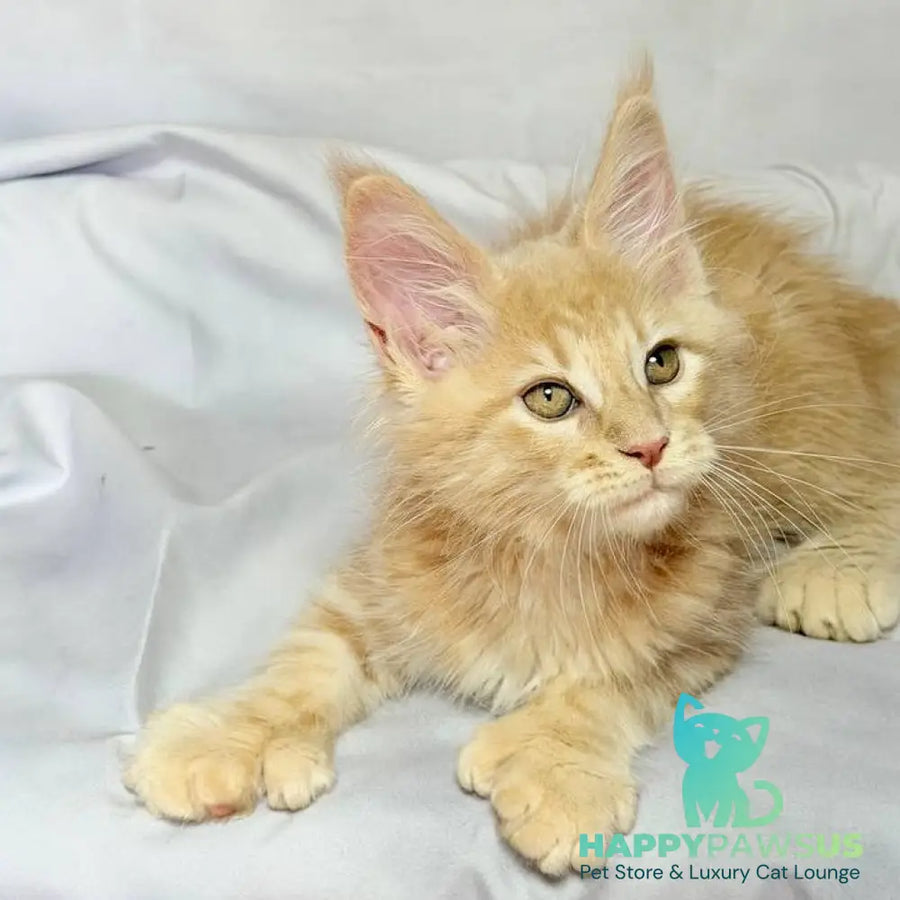 Lyndon Maine Coon polydactyl 5x5x6x6 male cream silver tabby - live animals