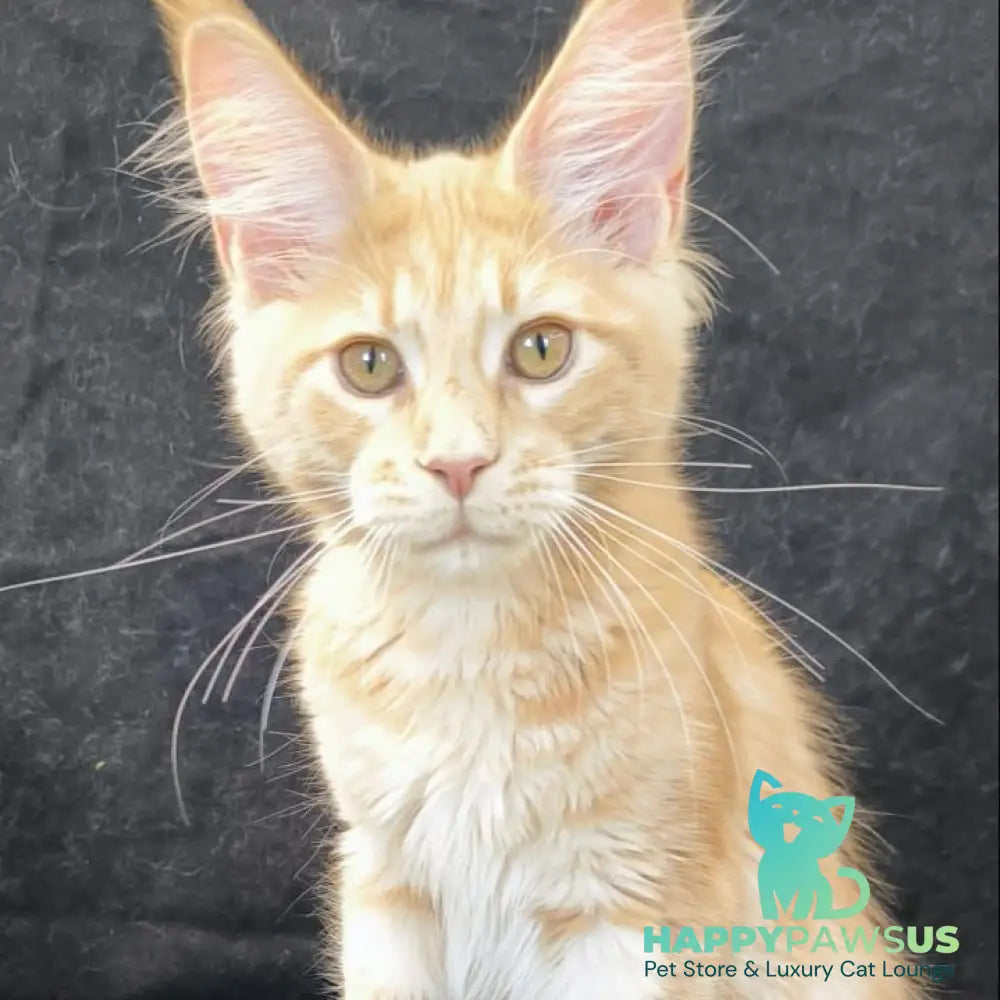 Lyndon Maine Coon polydactyl 5x5x6x6 male cream silver tabby - live animals