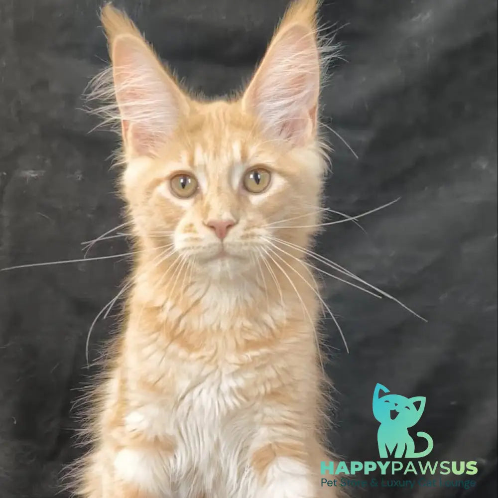 Lyndon Maine Coon polydactyl 5x5x6x6 male cream silver tabby - live animals
