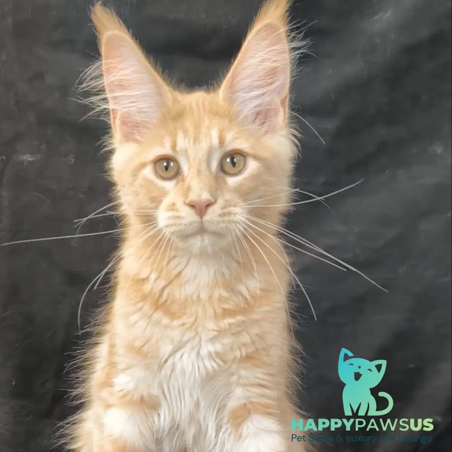 Lyndon Maine Coon polydactyl 5x5x6x6 male cream silver tabby - live animals