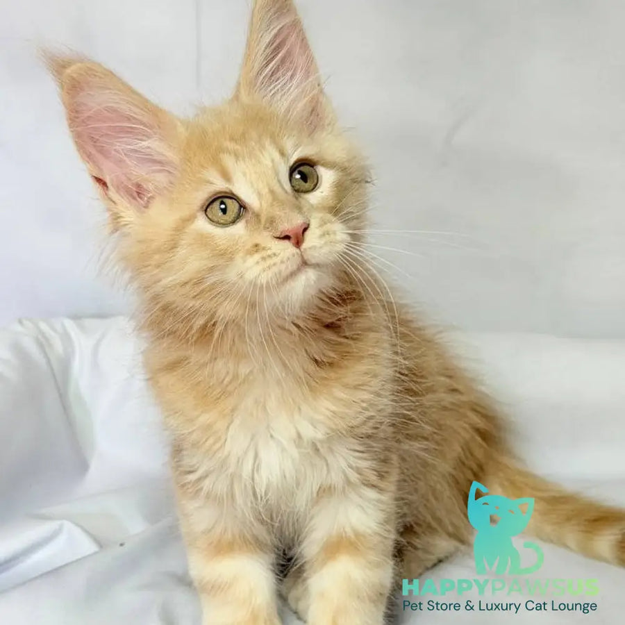 Lyndon Maine Coon polydactyl 5x5x6x6 male cream silver tabby - live animals