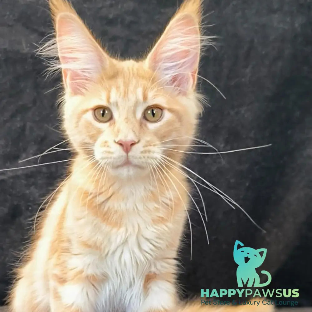 Lyndon Maine Coon polydactyl 5x5x6x6 male cream silver tabby - live animals