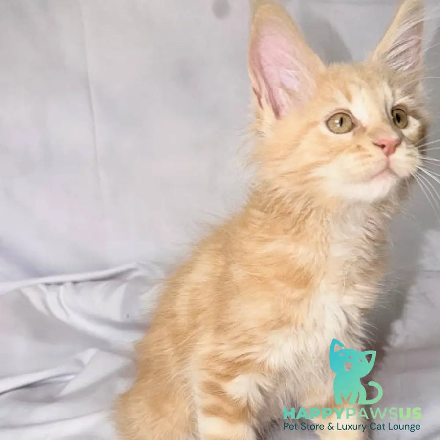 Lyndon Maine Coon polydactyl 5x5x6x6 male cream silver tabby - live animals