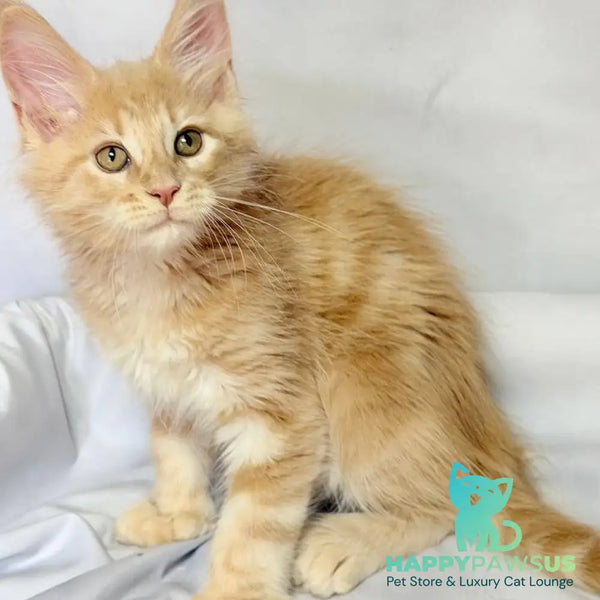 Lyndon Maine Coon polydactyl 5x5x6x6 male cream silver tabby - live animals