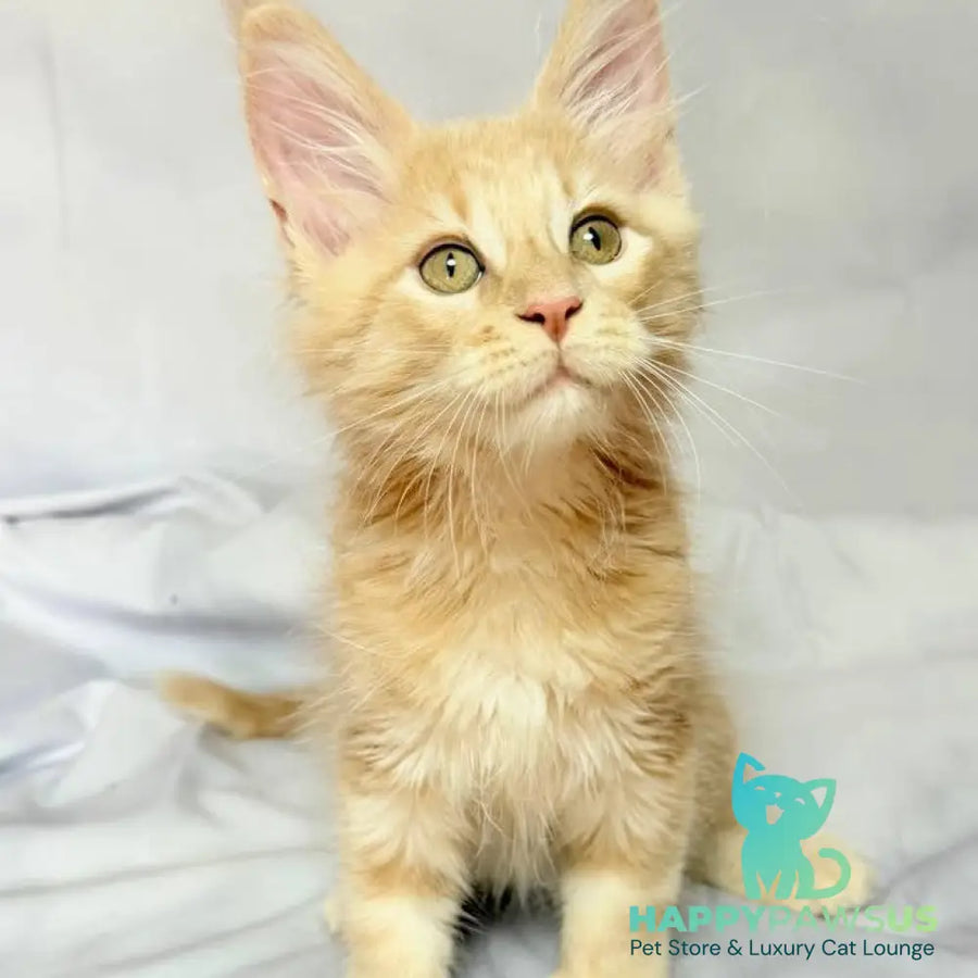 Lyndon Maine Coon polydactyl 5x5x6x6 male cream silver tabby - live animals