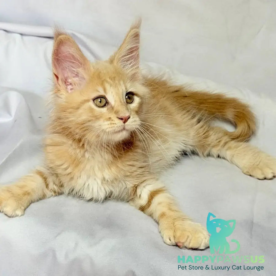 Lyndon Maine Coon polydactyl 5x5x6x6 male cream silver tabby - live animals