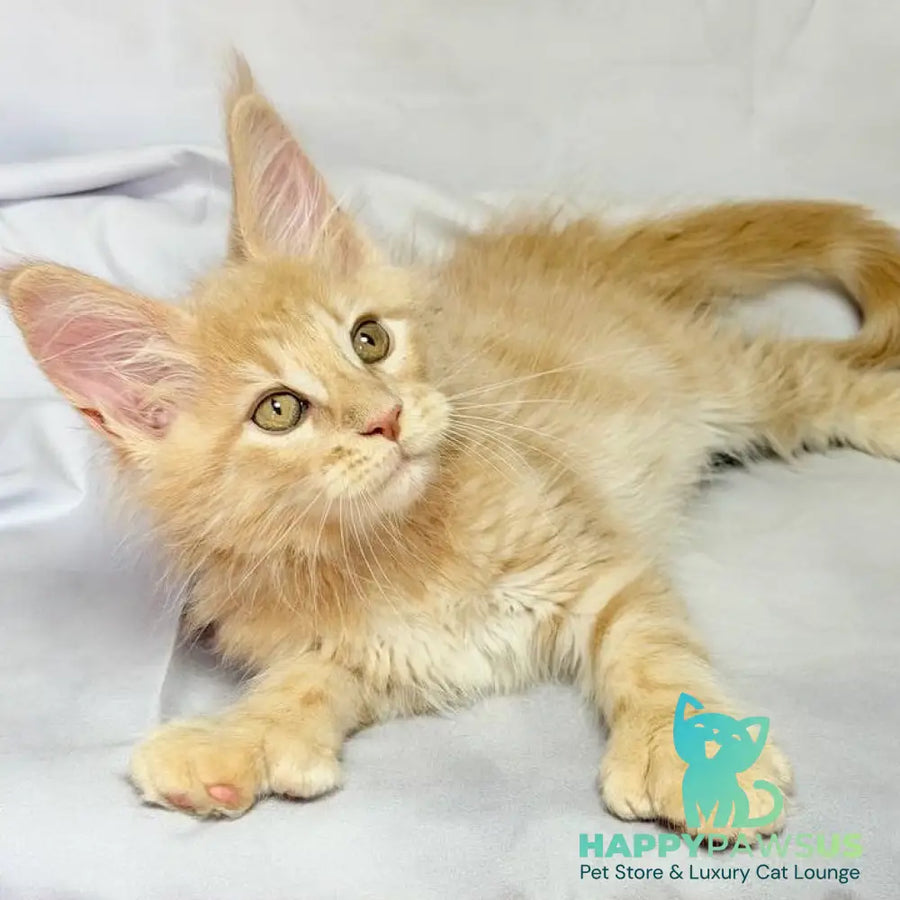 Lyndon Maine Coon polydactyl 5x5x6x6 male cream silver tabby - live animals