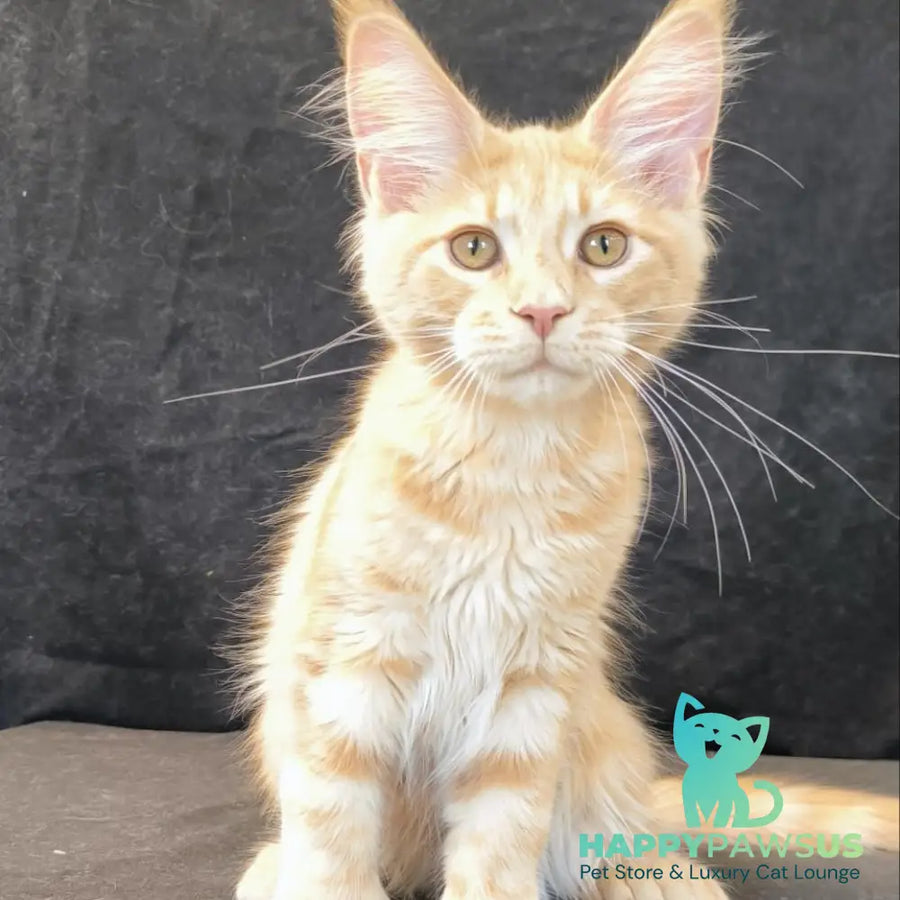 Lyndon Maine Coon polydactyl 5x5x6x6 male cream silver tabby - live animals