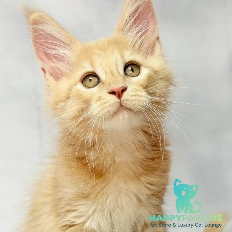 Lyndon Maine Coon polydactyl 5x5x6x6 male cream silver tabby - live animals