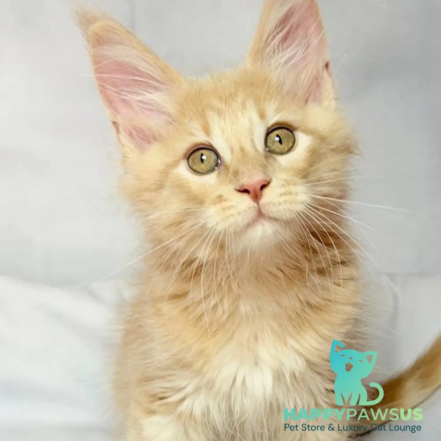 Lyndon Maine Coon polydactyl 5x5x6x6 male cream silver tabby - live animals