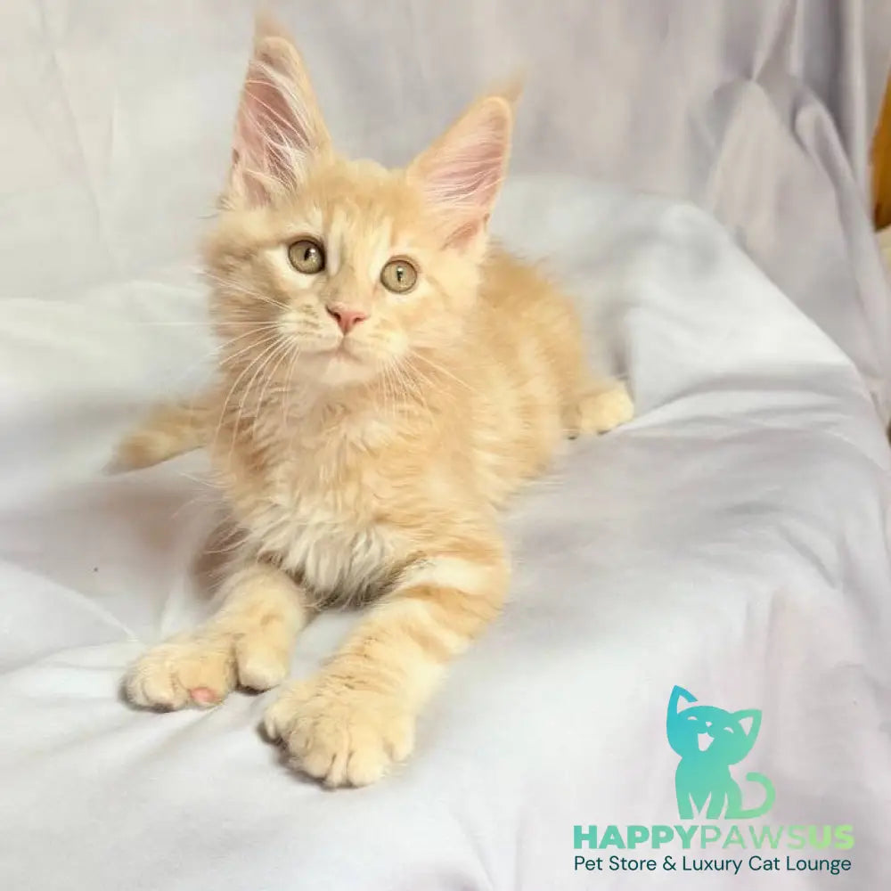 Lyndon Maine Coon polydactyl 5x5x6x6 male cream silver tabby - live animals