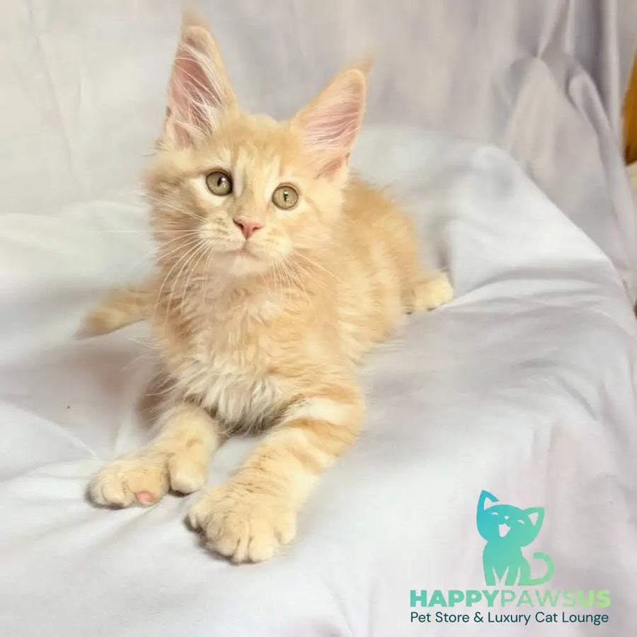 Lyndon Maine Coon polydactyl 5x5x6x6 male cream silver tabby - live animals