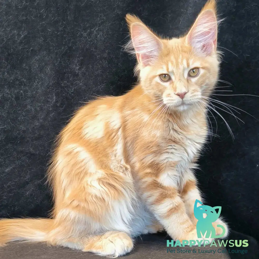 Lyndon Maine Coon polydactyl 5x5x6x6 male cream silver tabby - live animals