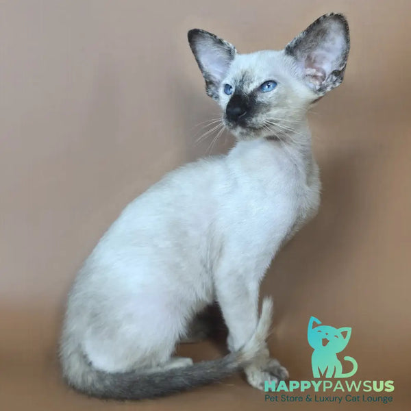 Lyra Siamese female black tortie - live animals