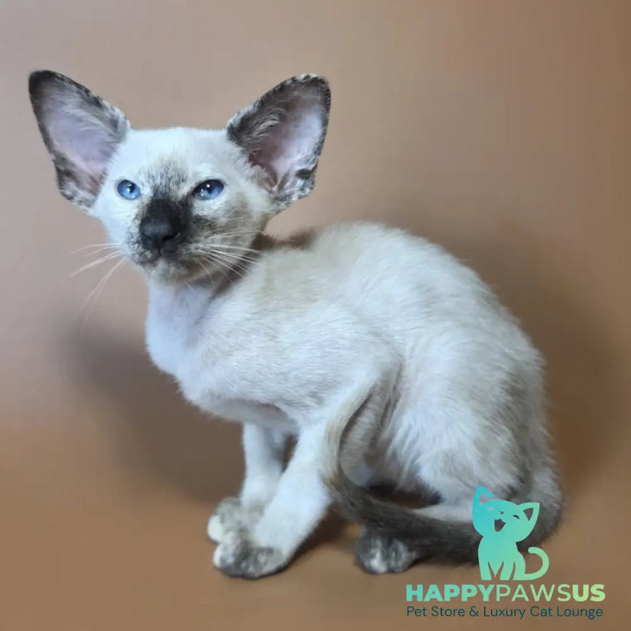 Lyra Siamese female black tortie - live animals