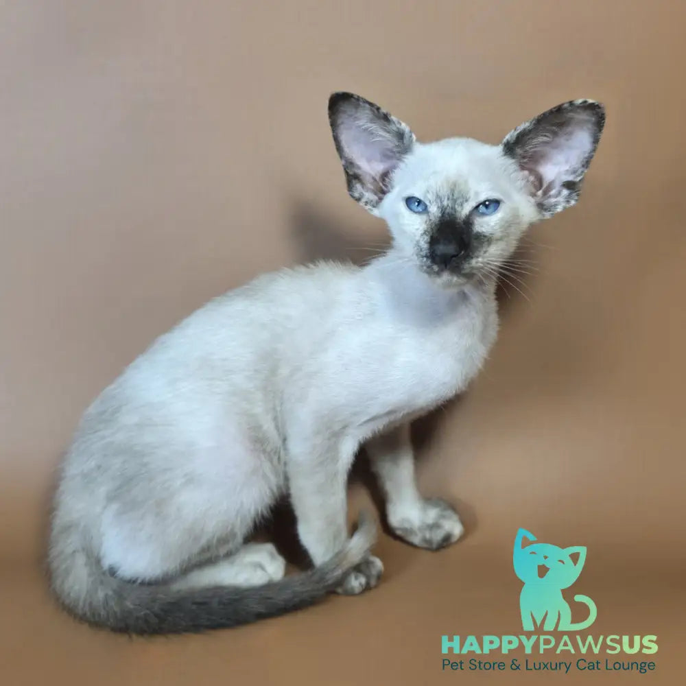 Lyra Siamese female black tortie - live animals
