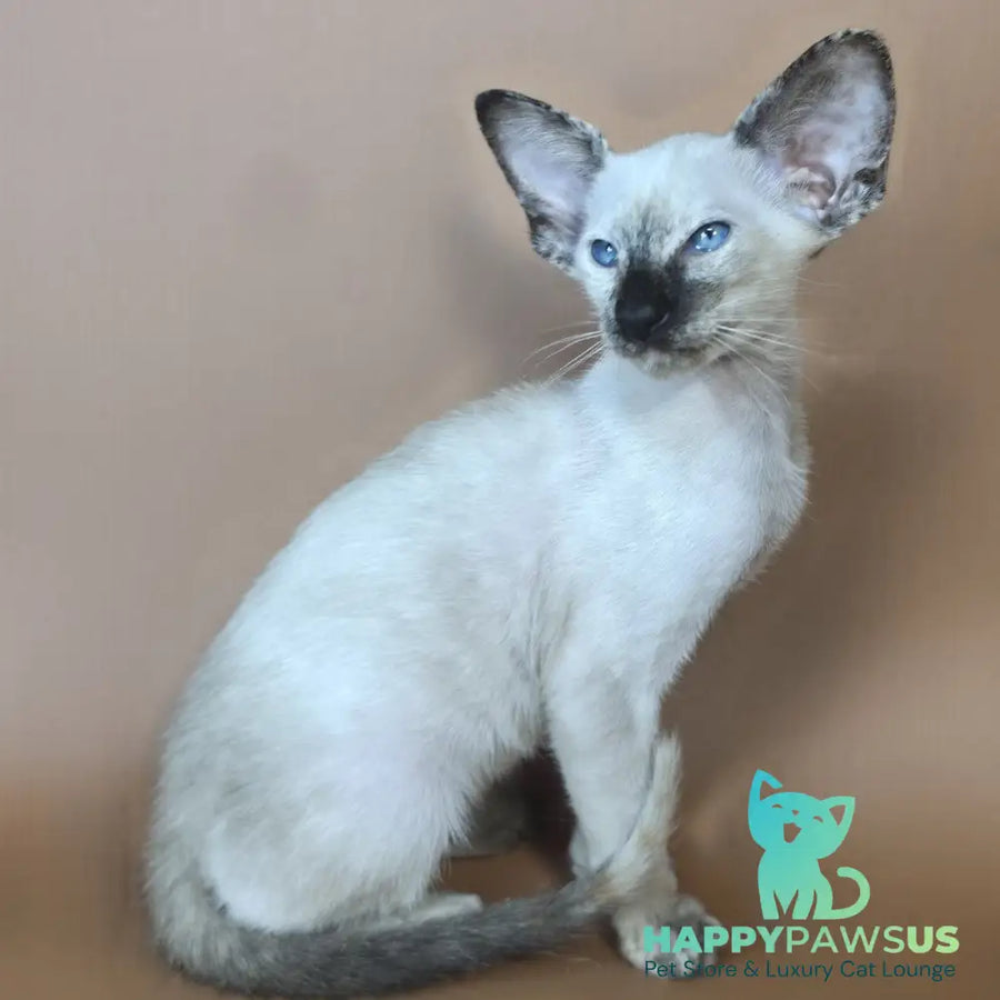 Lyra Siamese female black tortie - live animals
