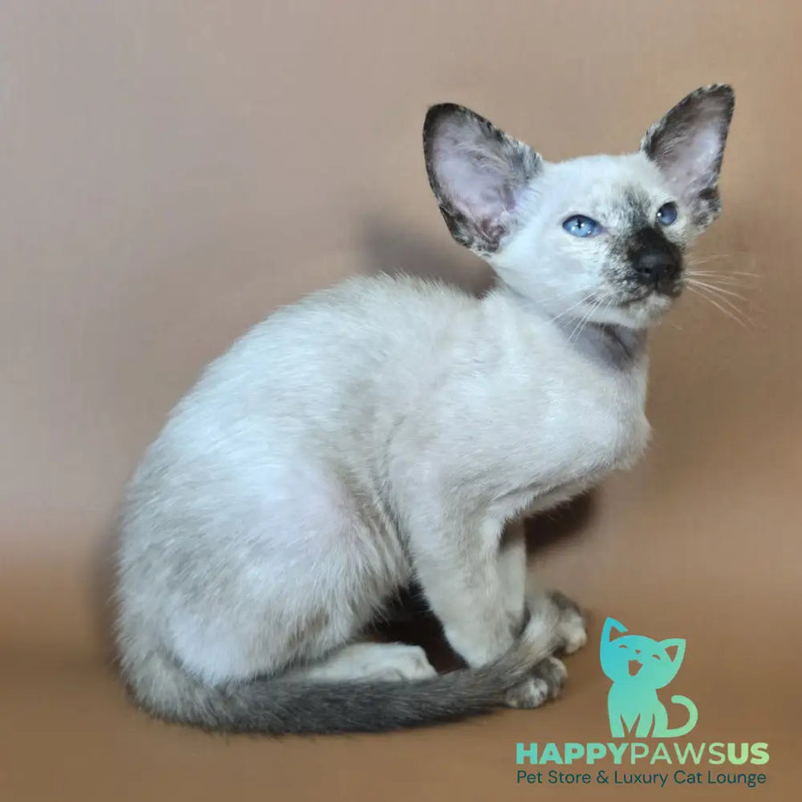 Lyra Siamese female black tortie - live animals