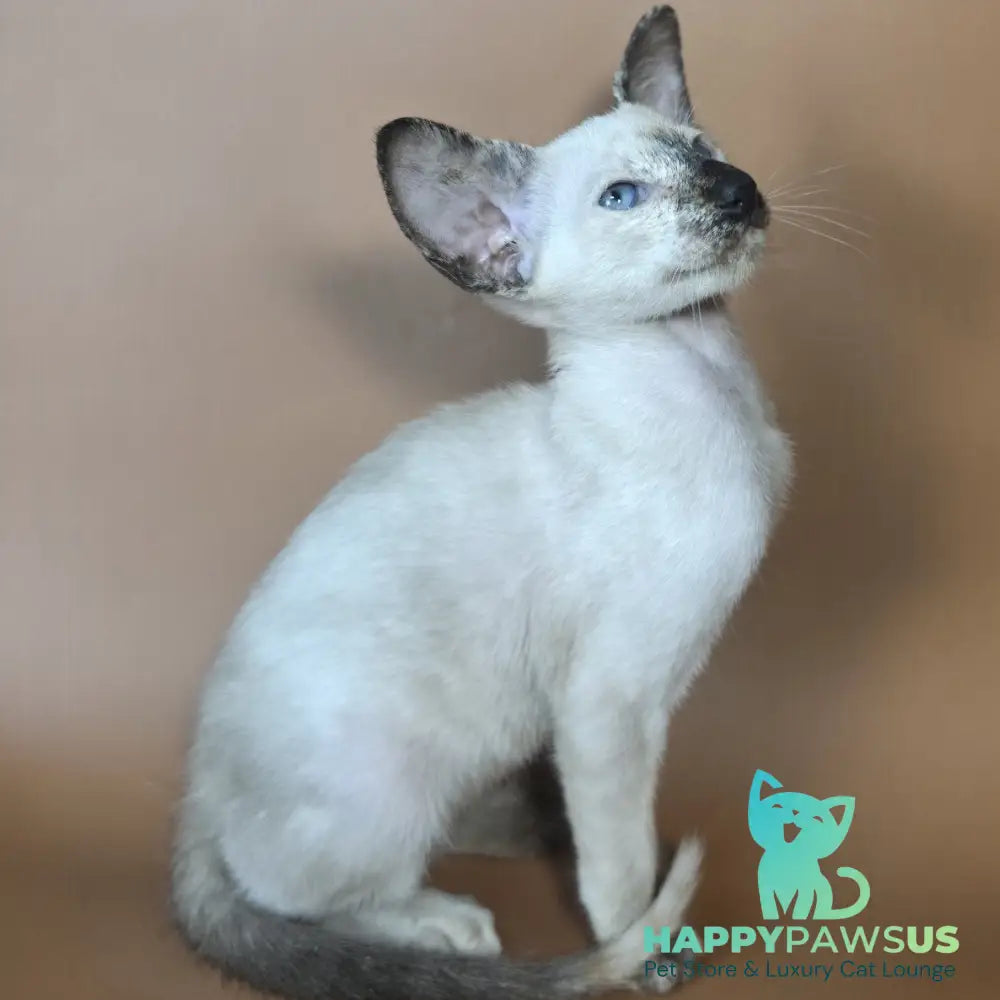 Lyra Siamese female black tortie - live animals