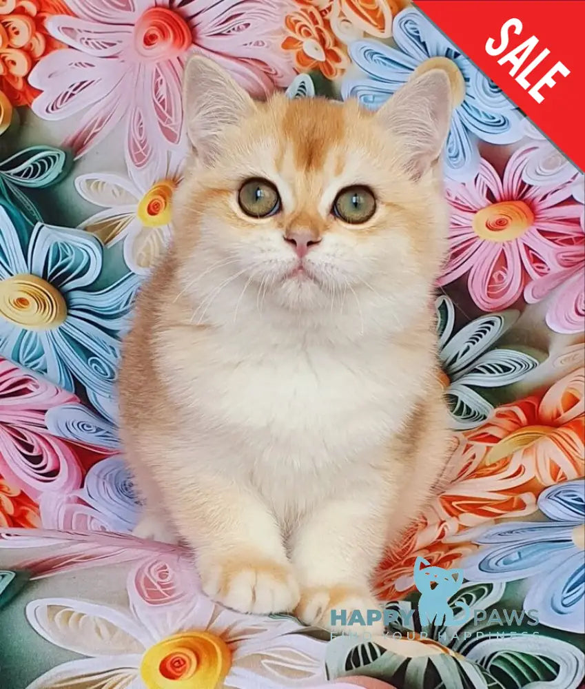 Lyusi British Shorthair female black golden chinchilla live animals