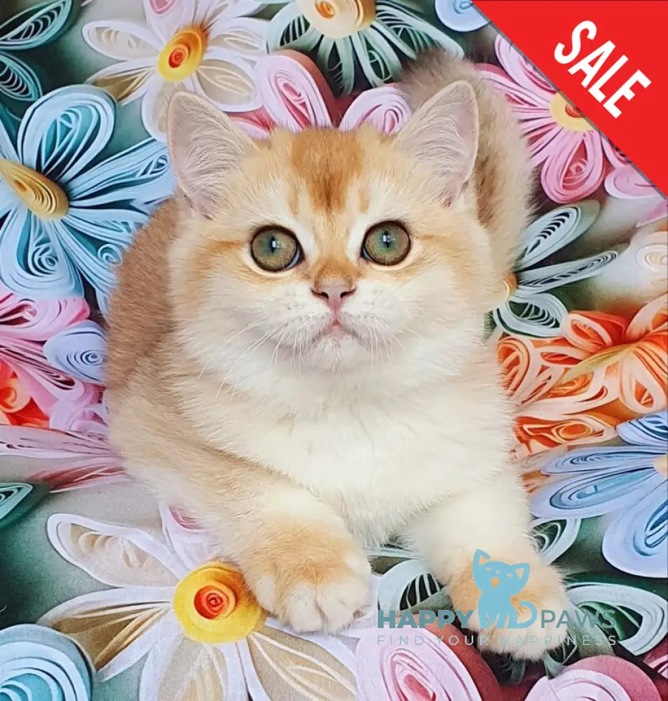 Lyusi British Shorthair female black golden chinchilla live animals