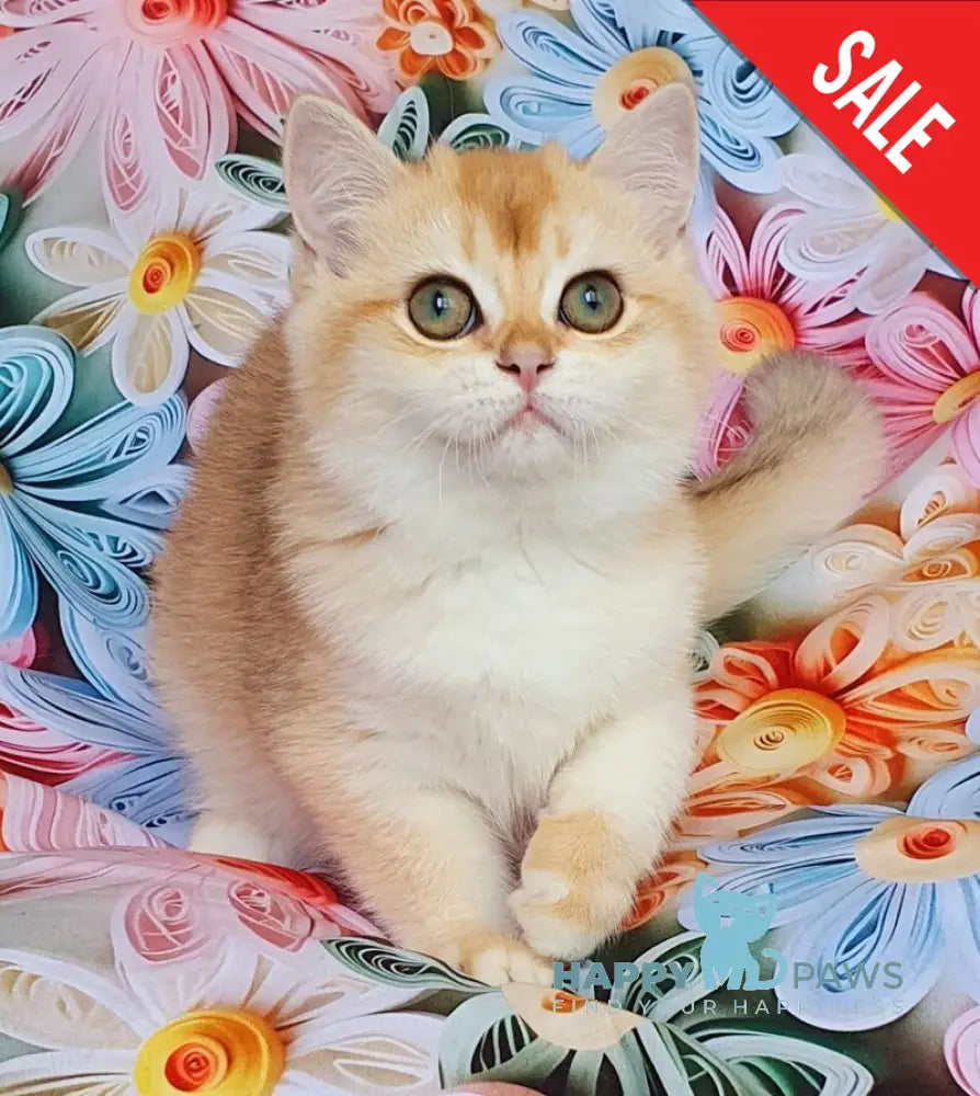 Lyusi British Shorthair female black golden chinchilla live animals