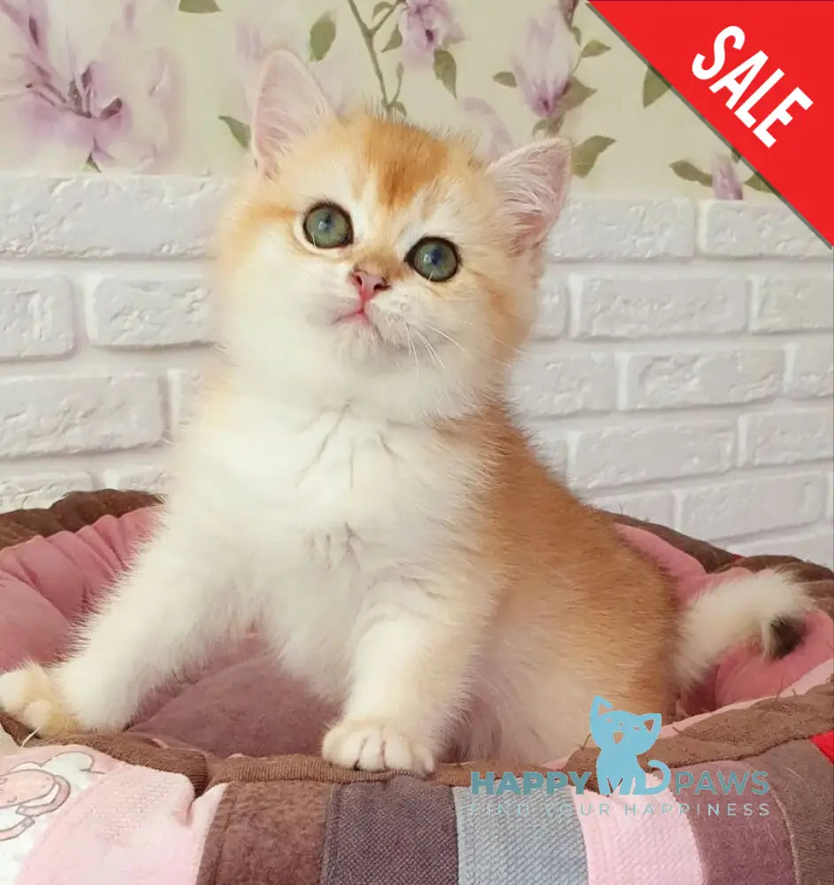 Lyusi British Shorthair female black golden chinchilla live animals