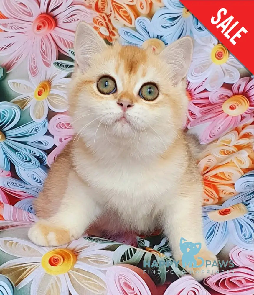 Lyusi British Shorthair female black golden chinchilla live animals