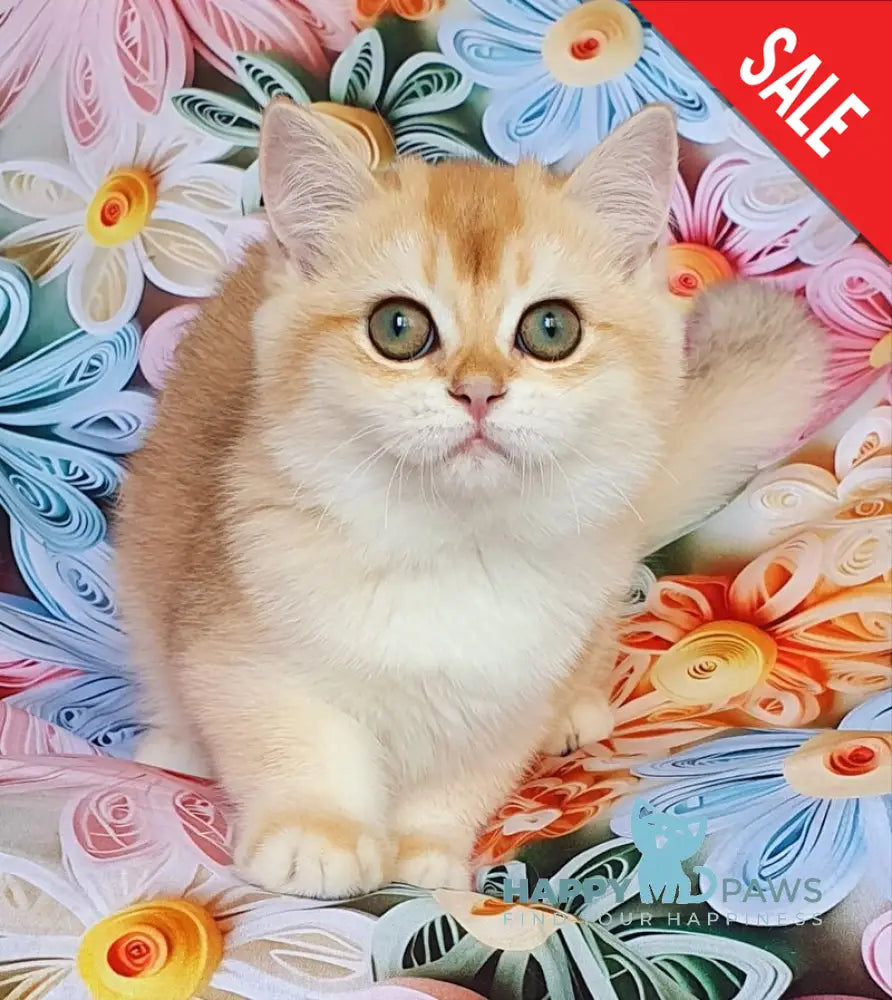 Lyusi British Shorthair female black golden chinchilla live animals