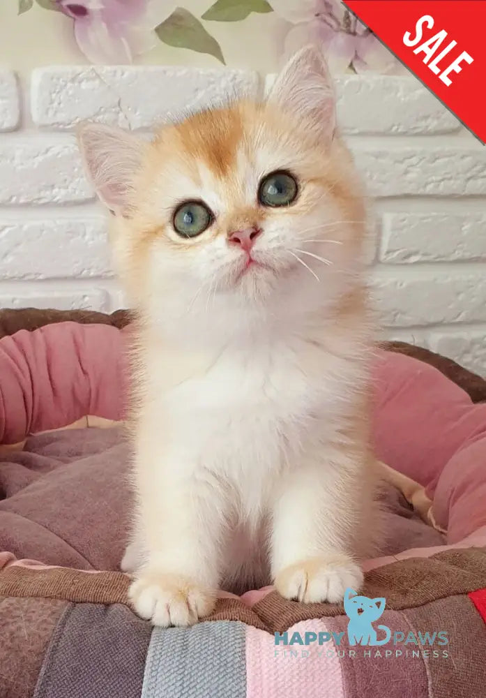 Lyusi British Shorthair female black golden chinchilla live animals