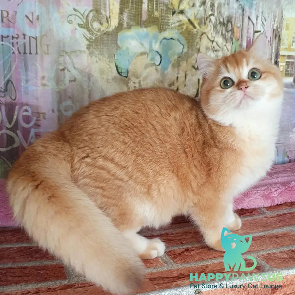 Lyuska British Shorthair female black golden chinchilla - live animals