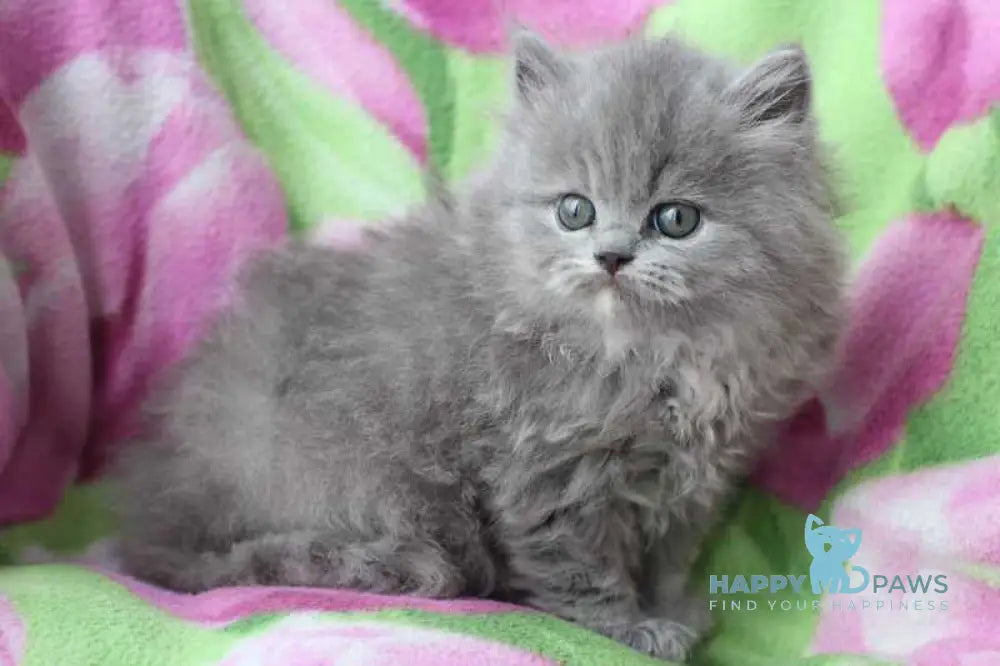 Maat British Longhair male blue cream live animals