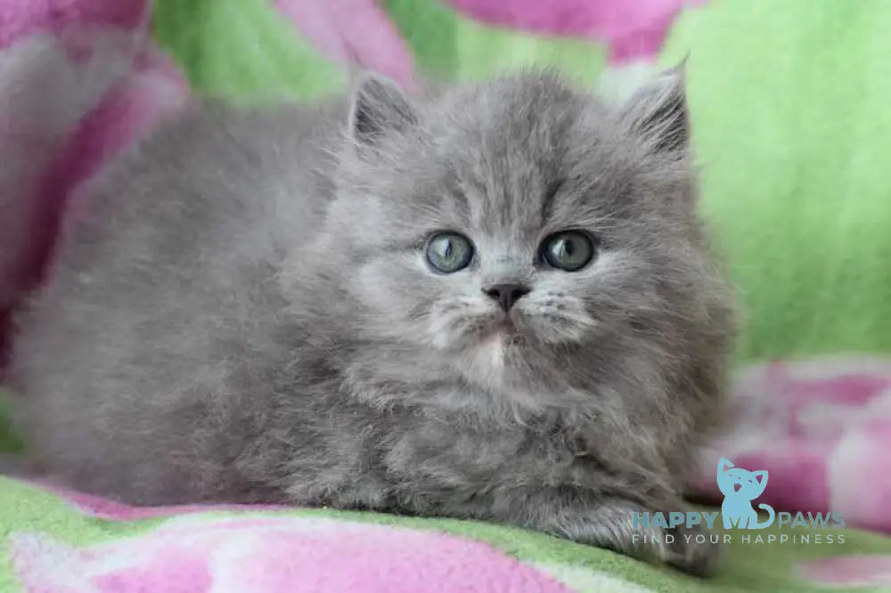 Maat British Longhair male blue cream live animals