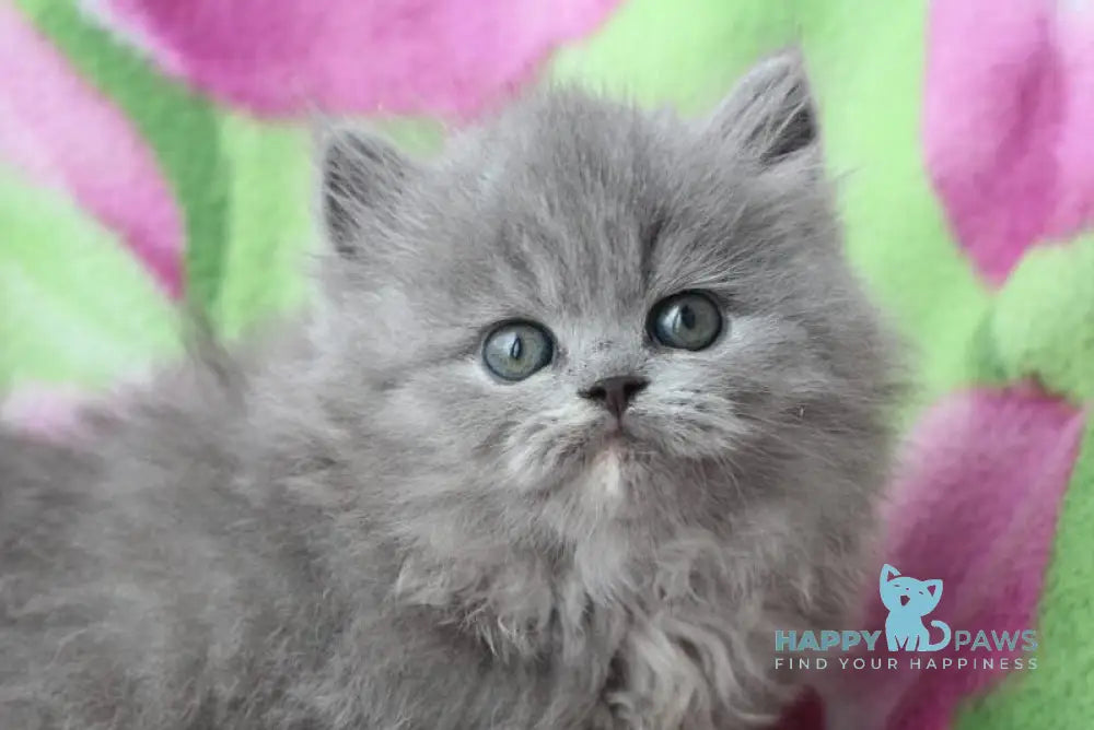 Maat British Longhair male blue cream live animals