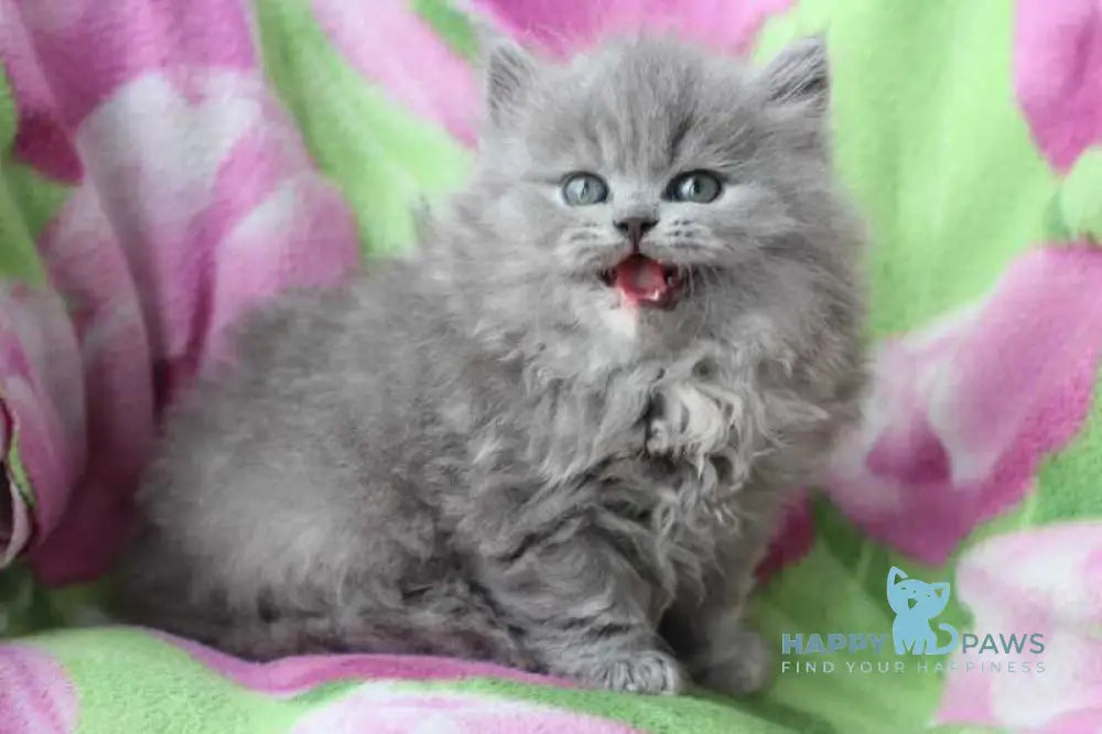 Maat British Longhair male blue cream live animals