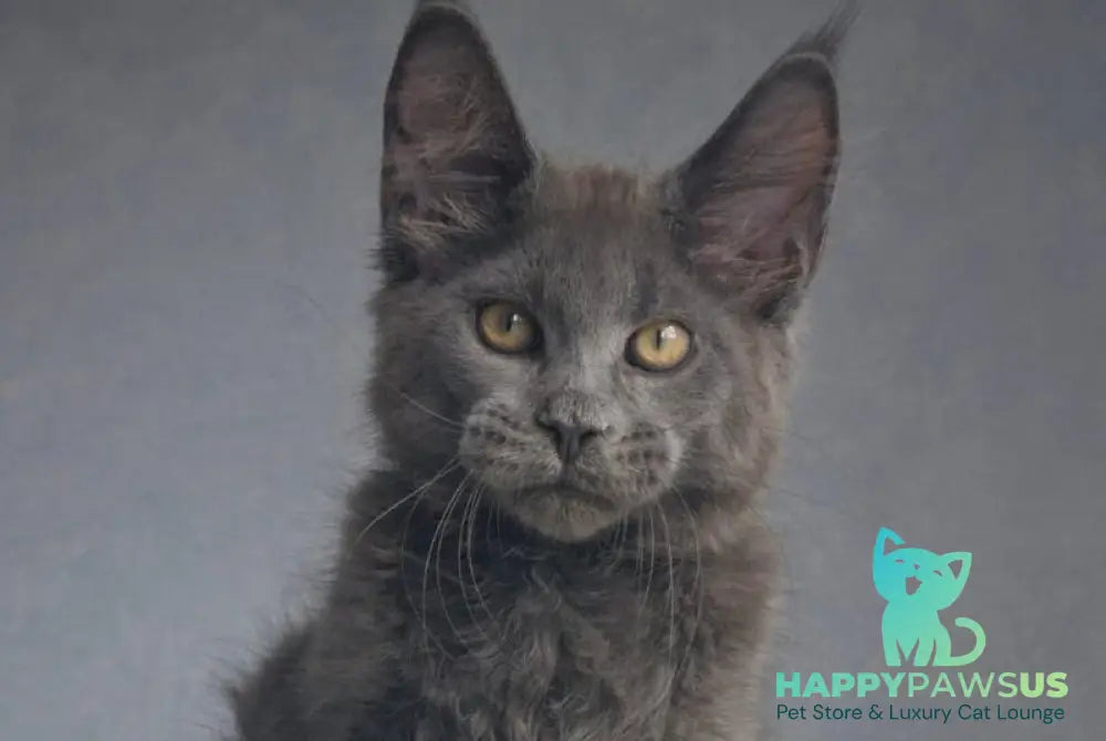 Macho Maine Coon male blue - live animals