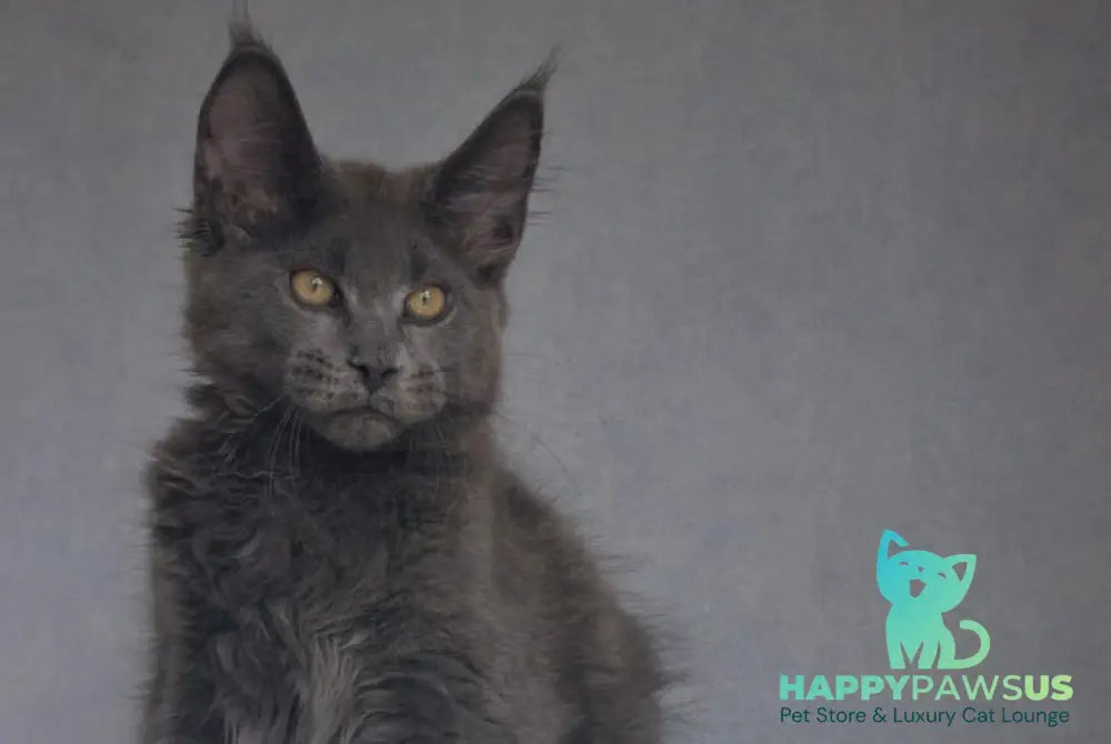 Macho Maine Coon male blue - live animals