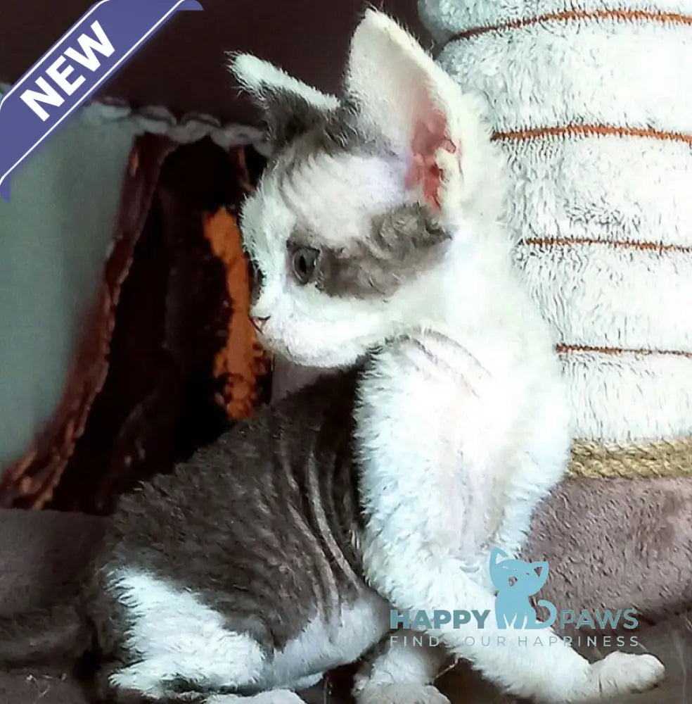 Macintosh Devon Rex male black tortie bicolour live animals