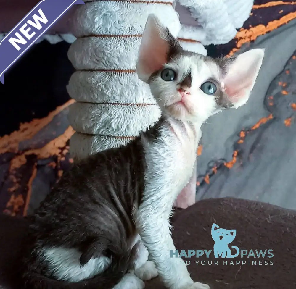 Macintosh Devon Rex male black tortie bicolour live animals