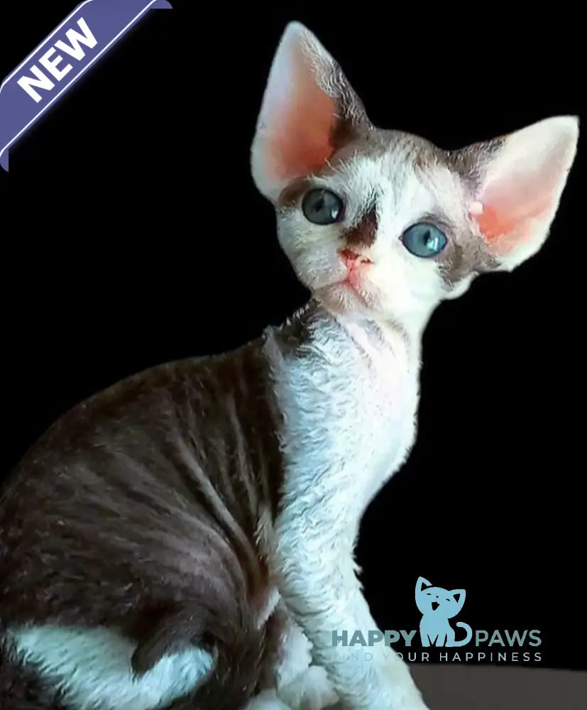 Macintosh Devon Rex male black tortie bicolour live animals