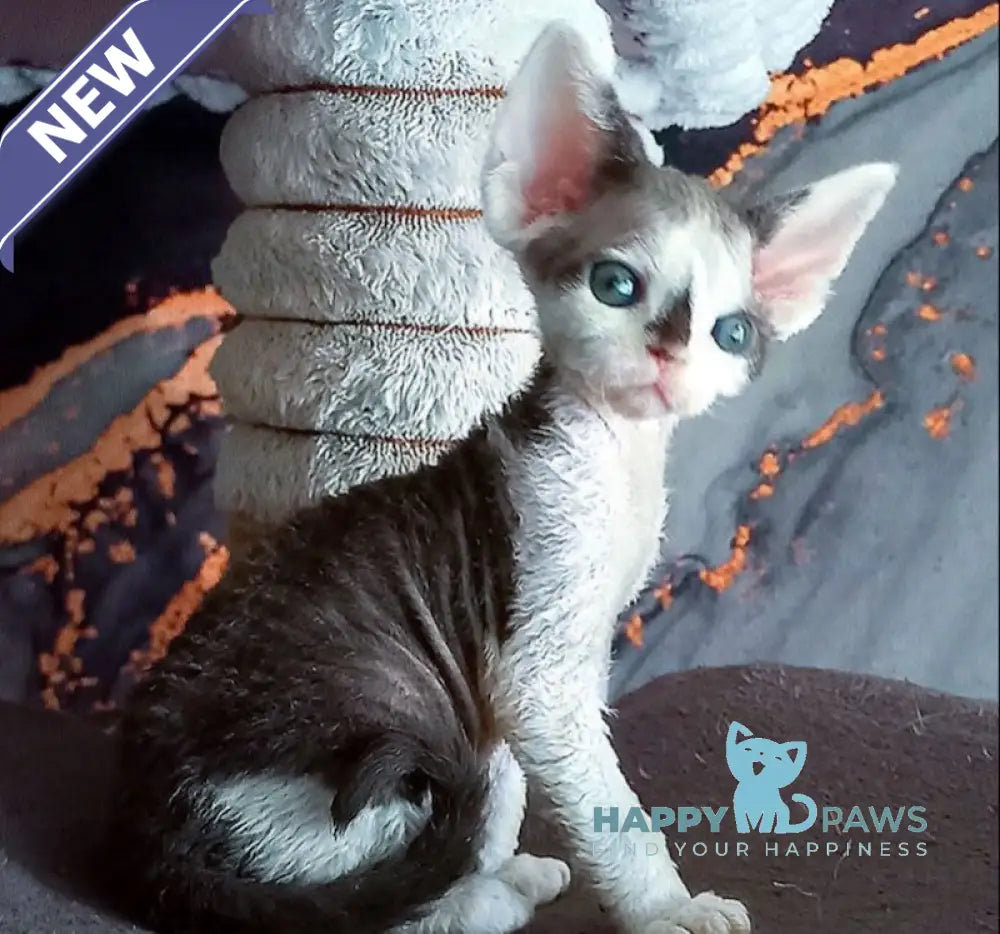 Macintosh Devon Rex male black tortie bicolour live animals