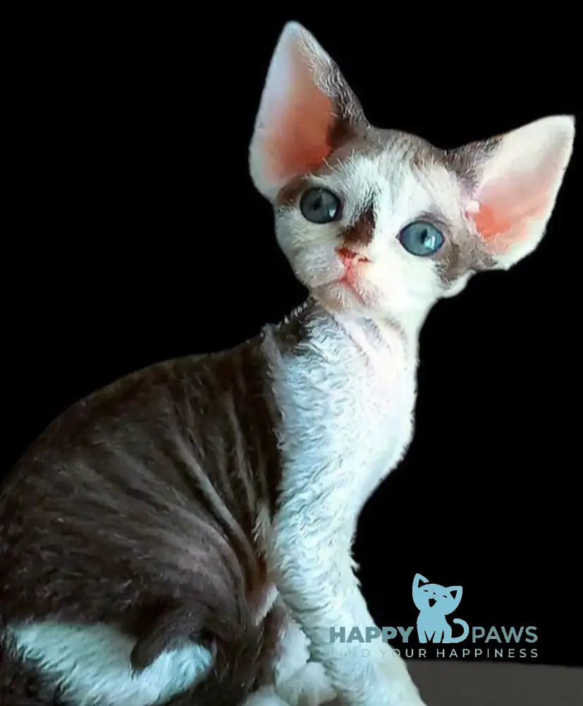 Macintosh Devon Rex male black tortie bicolour live animals