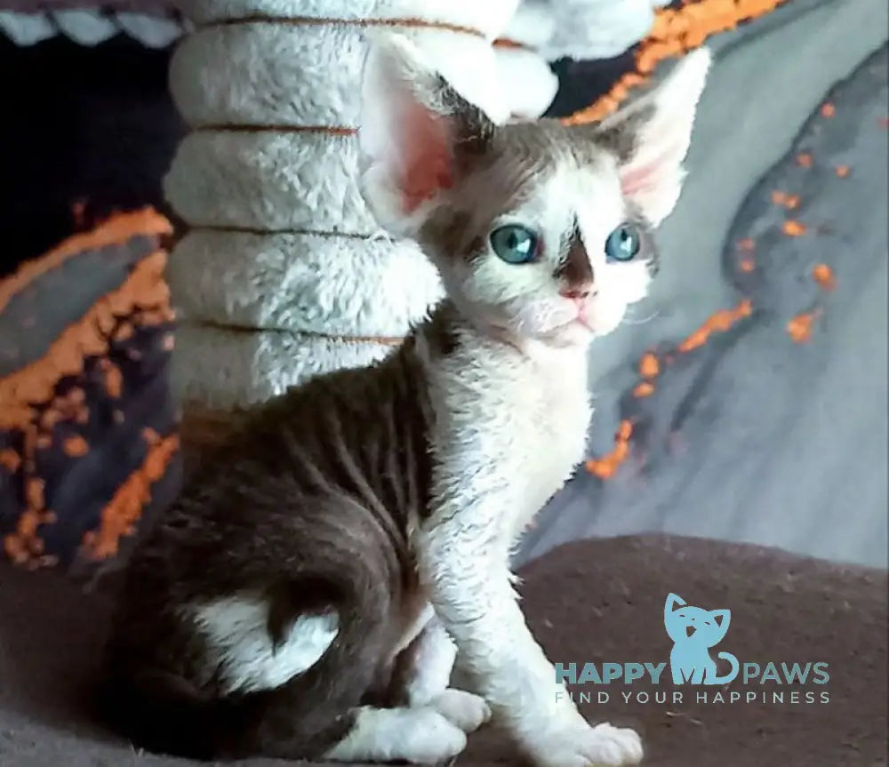 Macintosh Devon Rex male black tortie bicolour live animals