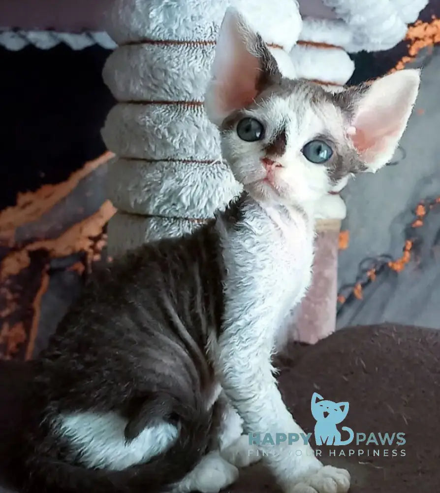 Macintosh Devon Rex male black tortie bicolour live animals