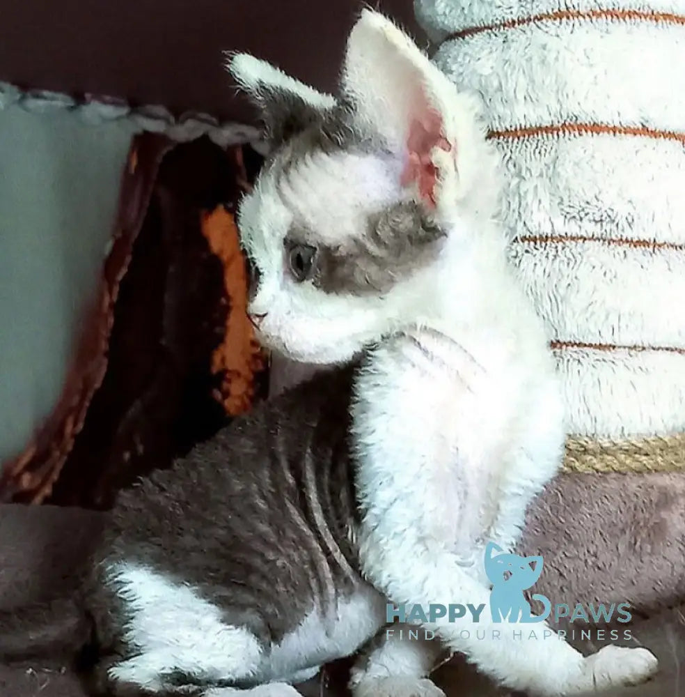 Macintosh Devon Rex male black tortie bicolour live animals