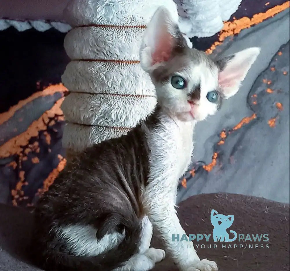 Macintosh Devon Rex male black tortie bicolour live animals