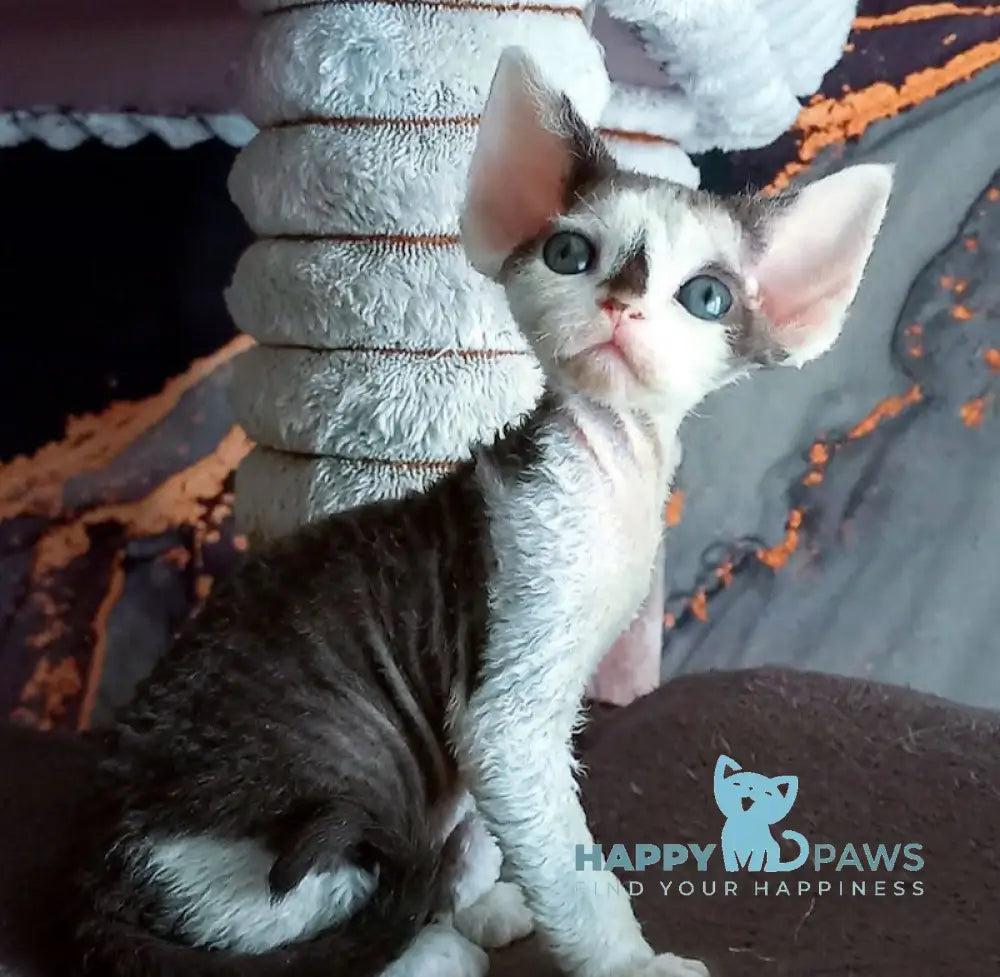 Macintosh Devon Rex male black tortie bicolour live animals
